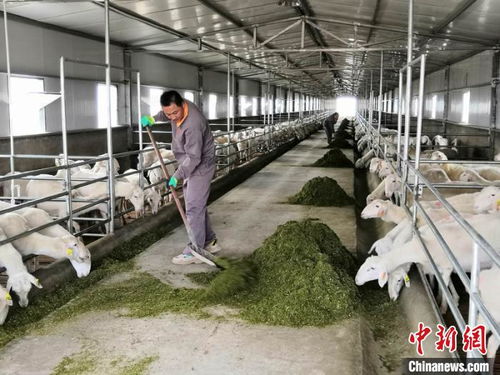 羊倌变股东，新材料织就庆阳致富路——传统养羊业的工厂化转型与精气神重塑